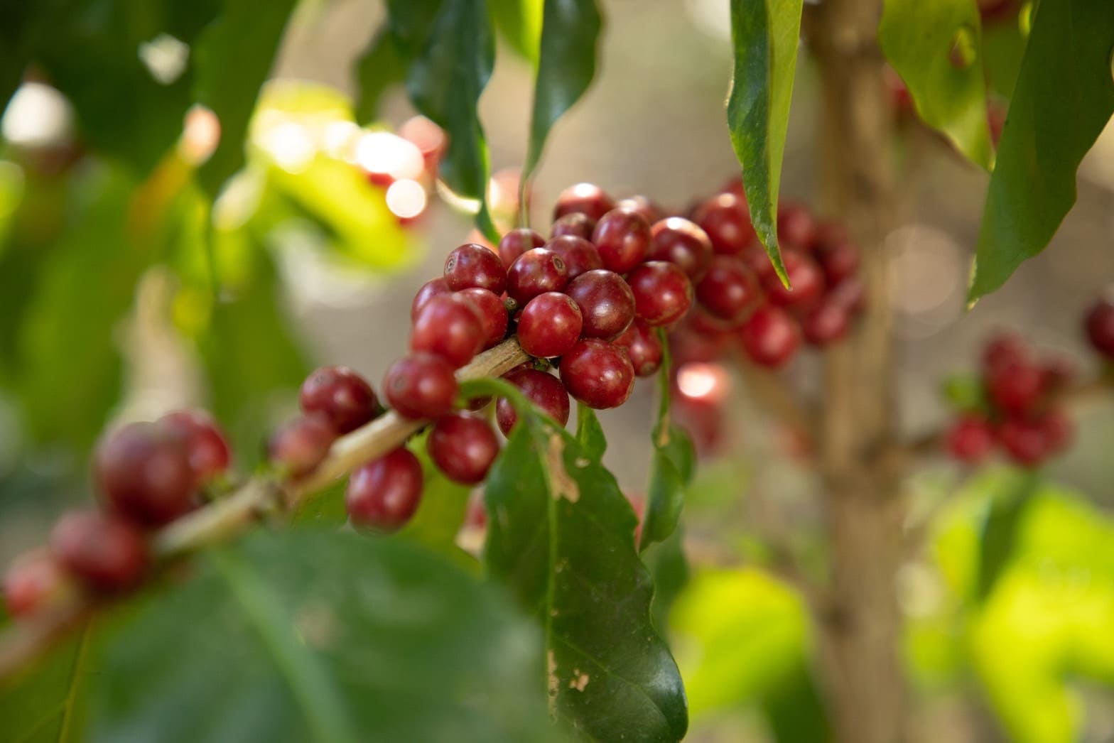 เครือซีพี เดินหน้า “สบขุ่น โมเดล” ฟื้นฟูป่าภาคเหนือ ลดปัญหาหมอกควัน PM 2.5 ใน จ.น่าน เครือซีพี เดินหน้า “สบขุ่น โมเดล” ฟื้นฟูป่าภาคเหนือ ลดปัญหาหมอกควัน PM 2.5 ใน จ.น่าน