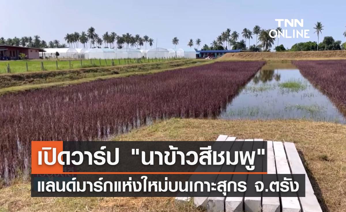 เปิดวาร์ป "นาข้าวสีชมพู" แลนด์มาร์กแห่งใหม่บนเกาะสุกร 