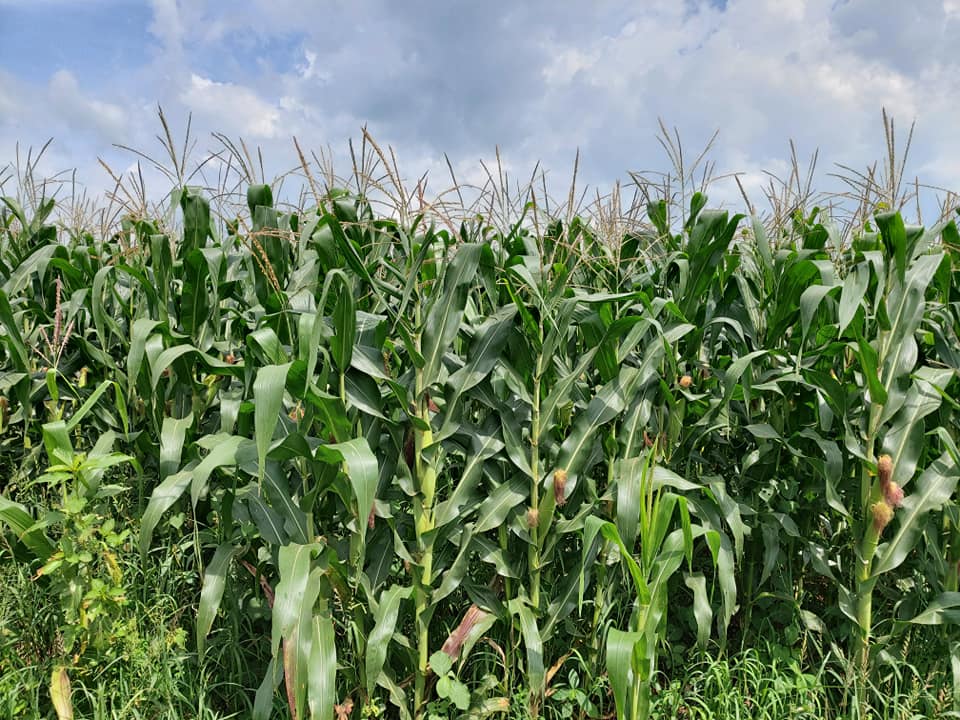 ซีพีเอฟ ร่วมกับคู่ค้าธุรกิจ ส่งเสริมเกษตรกรปลูกข้าวโพดใช้ไถกลบตอซังแทนการเผา ซีพีเอฟ ร่วมกับคู่ค้าธุรกิจ ส่งเสริมเกษตรกรปลูกข้าวโพดใช้ไถกลบตอซังแทนการเผา