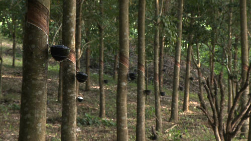 ส่องราคายางพาราไทย ปิดตำนาน “3 โล 100 “ ? ส่องราคายางพาราไทย ปิดตำนาน “3 โล 100 “ ?