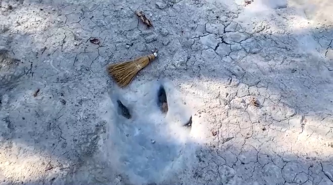 เปิดภาพ รอยเท้าไดโนเสาร์ อายุ 113 ล้านปี โผล่กลางแม่น้ำในเทกซัส!