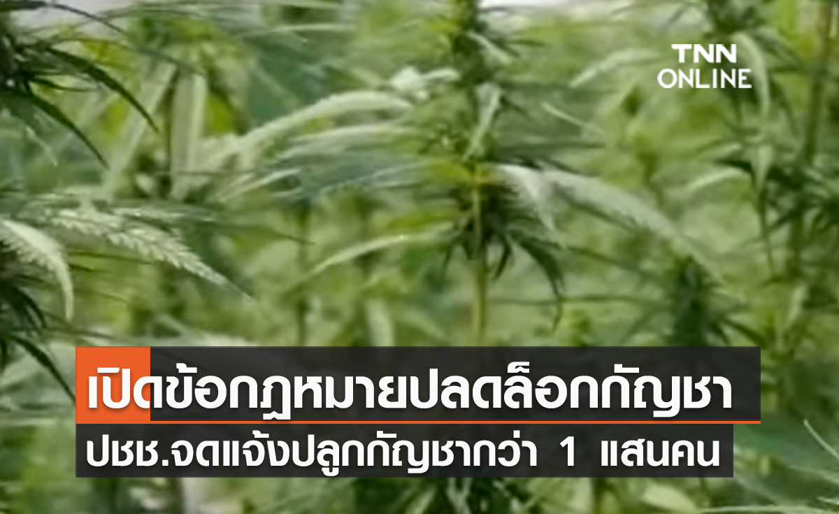 (คลิป) เปิดข้อกฎหมายปลดล็อก "กัญชา-กัญชง" ปชช.จดแจ้งปลูกกัญชากว่า 1 แสนคน 