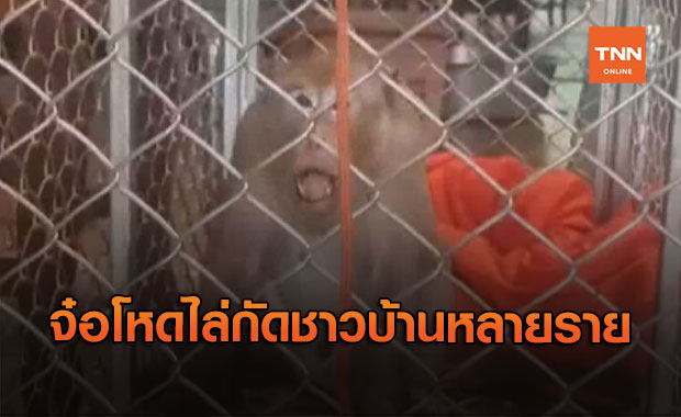 บุกจับ "ลิงแสม" จอมโหด ไล่กัดพระ-ชาวบ้านเจ็บหลายราย