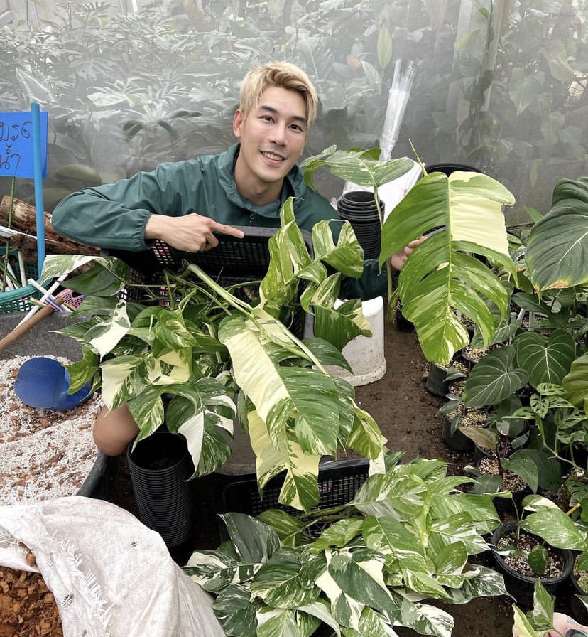 ราคาสูงลิ่ว เคน ภูภูมิ เปิดประมูลกล้วยด่าง ไม่กี่ชั่วโมงปิดที่ 120,000 !! ราคาสูงลิ่ว เคน ภูภูมิ เปิดประมูลกล้วยด่าง ไม่กี่ชั่วโมงปิดที่ 120,000 !!