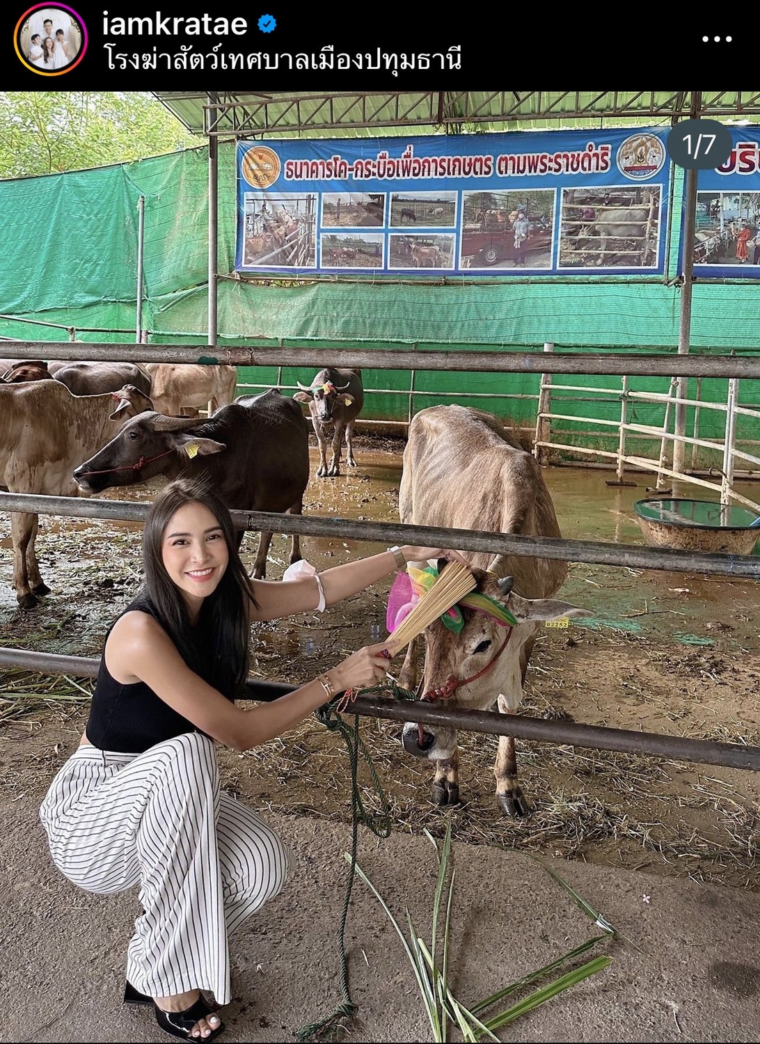 หนิง ปณิตา แจ้งให้ติดตาม tiktok ชื่อใหม่ หลังปลิวไปแล้ว พร้อมทำบุญไถ่ชีวิตโค 1 ตัว 