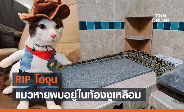 สะเทือนใจทาสแมว! "โฮจุน" เหมียวน้อยหาย พบอีกทีในท้องงูเหลือม