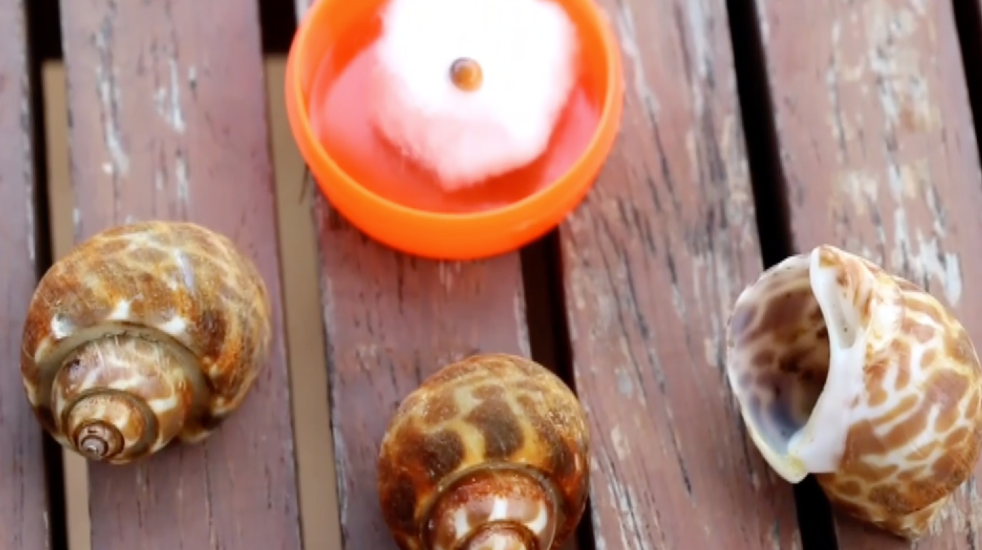 บุรีรัมย์ฮือฮา ‘ไข่มุกเมโล’ โผล่หอยหวาน วอนผู้เชี่ยวชาญตรวจสอบ บุรีรัมย์ฮือฮา ‘ไข่มุกเมโล’ โผล่หอยหวาน วอนผู้เชี่ยวชาญตรวจสอบ