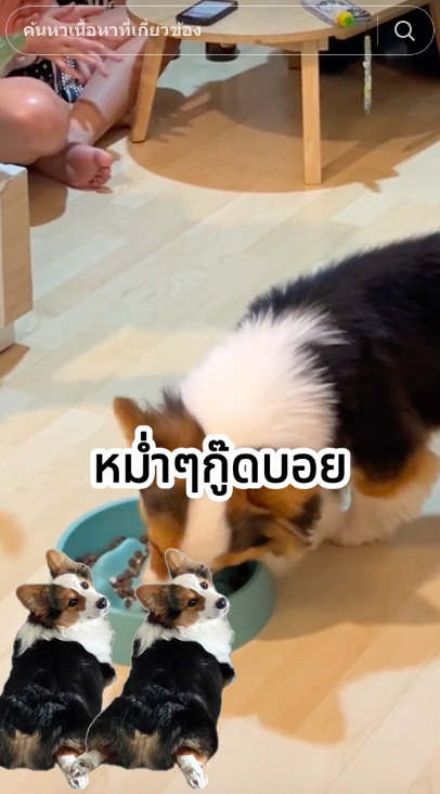 ไวรัล! นปโปะหม่ำๆ เพลงเชียร์น้องสุนัขกินข้าว ไวรัล! นปโปะหม่ำๆ เพลงเชียร์น้องสุนัขกินข้าว