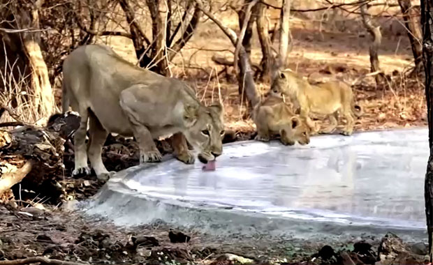 คลื่นความร้อนถล่มอินเดีย นิวเดลีร้อนจัดที่สุด ในรอบเกือบ 80 ปี คลื่นความร้อนถล่มอินเดีย นิวเดลีร้อนจัดที่สุด ในรอบเกือบ 80 ปี