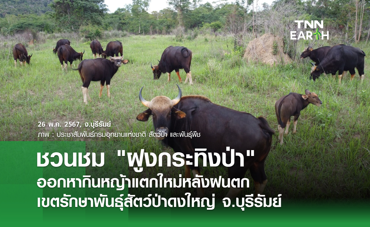 ชวนชม "ฝูงกระทิงป่า" ออกหากินหญ้าแตกใหม่หลังฝนตก เขตรักษาพันธุ์สัตว์ป่าดงใหญ่ จ.บุรีรัมย์ 