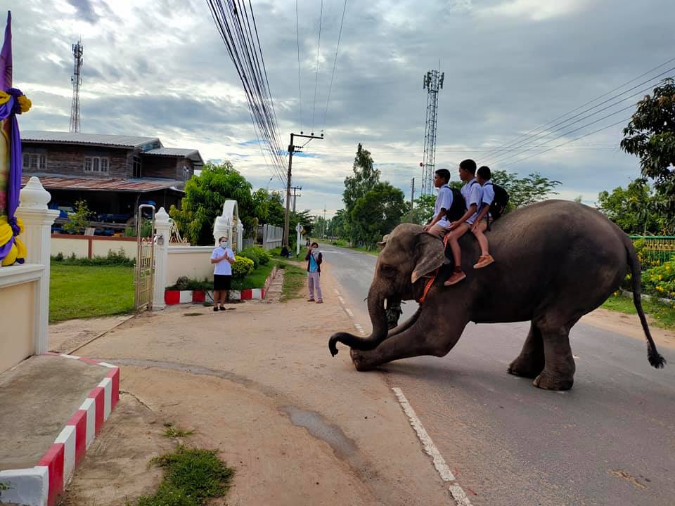 มิติใหม่! เปิดภาพเด็กๆชาวสุรินทร์เล่นใหญ่ขี่ช้างไปเรียน 