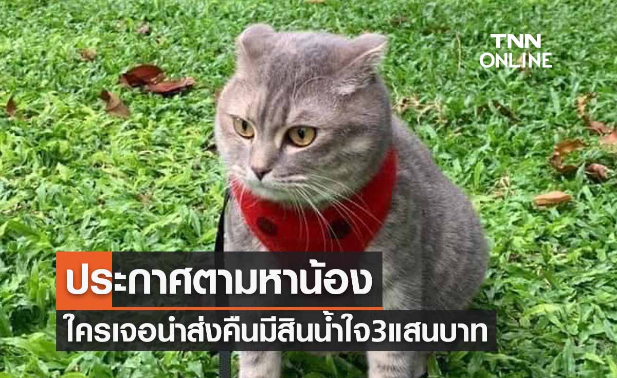 ประกาศตามหาแมว "มณี" หายออกจากบ้าน ใครเจอน้องส่งคืนให้ 3 แสนบาท