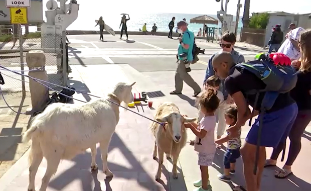 The Goatfather ชายอเมริกัน เล่นเซิร์ฟบอร์ดกับแพะ The Goatfather ชายอเมริกัน เล่นเซิร์ฟบอร์ดกับแพะ