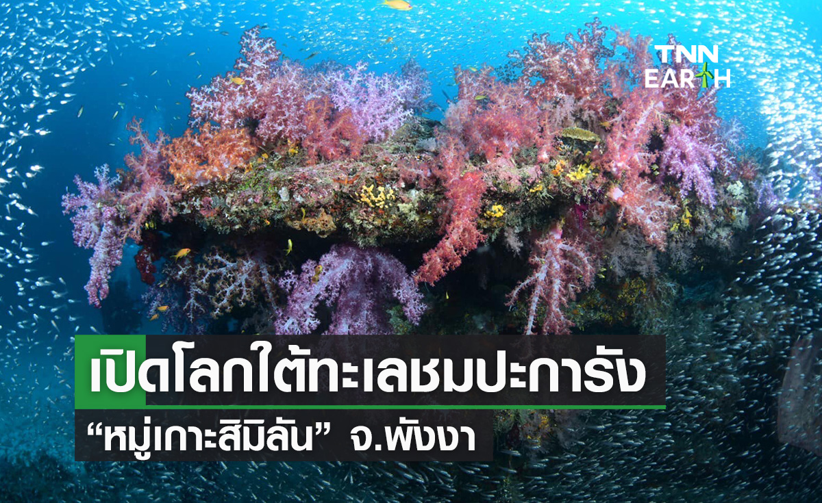 เปิดโลกใต้ทะเลชม "ปะการัง" สุดยอดความสวยงามติดอันดับโลก ที่ “หมู่เกาะสิมิลัน” จ.พังงา