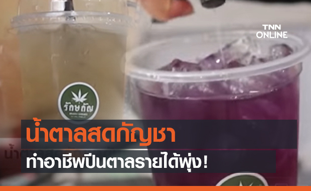 น้ำตาลสดกัญชา ทำอาชีพปีนตาลรายได้พุ่ง! (คลิป)ฟห