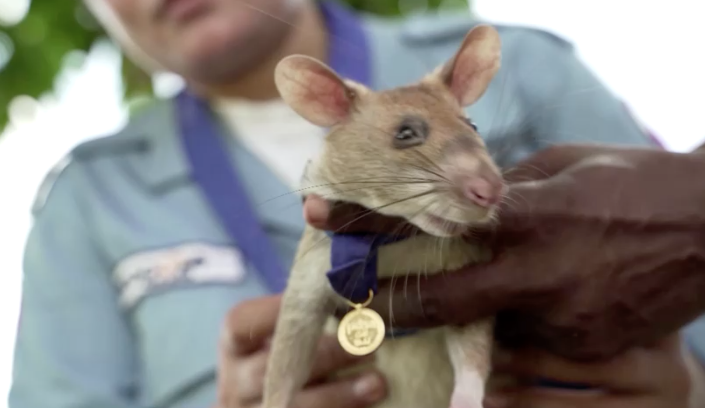 เปิดภาพน่ารัก ‘หนูยักษ์ฮีโร่’ ดมกลิ่นหากับระเบิดในกัมพูชา 