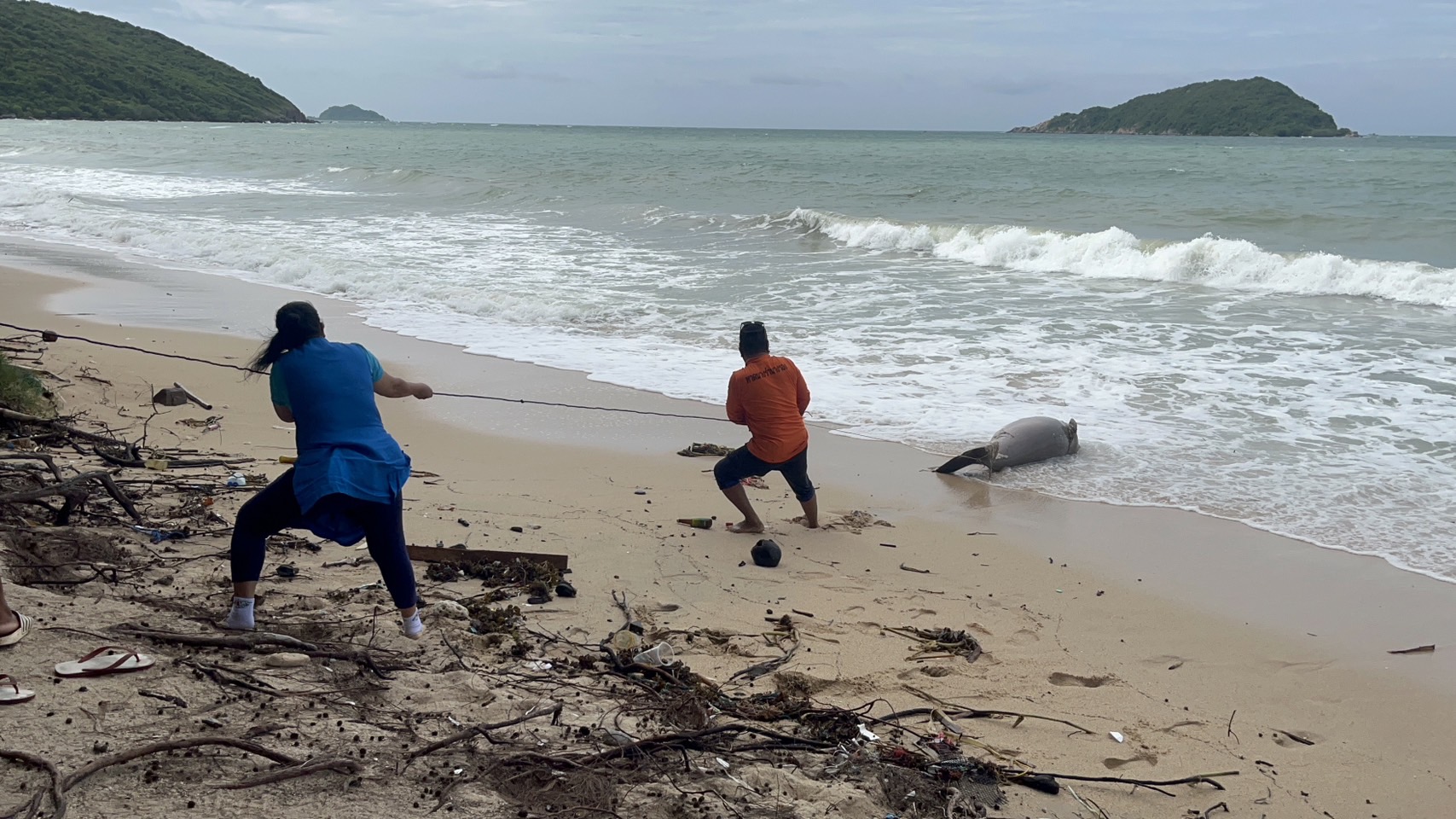 สลด! พะยูนขนาดใหญ่ เกยตื้นตายหน้าหาดนางรอง-ยังไม่ทราบสาเหตุ สลด! พะยูนขนาดใหญ่ เกยตื้นตายหน้าหาดนางรอง-ยังไม่ทราบสาเหตุ