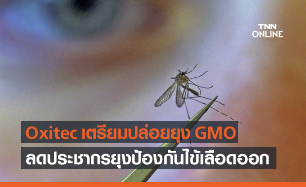 Oxitec เตรียมปล่อยยุงดัดแปลงพันธุกรรม หวังลดประชากรยุงป้องกันไข้เลือดออก