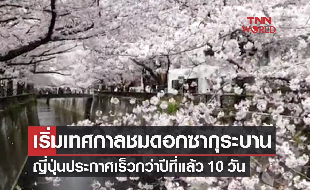 ซากุระญี่ปุ่น 2023 เริ่มเทศกาลแล้ว! อวดโฉมเบ่งบานในกรุงโตเกียว