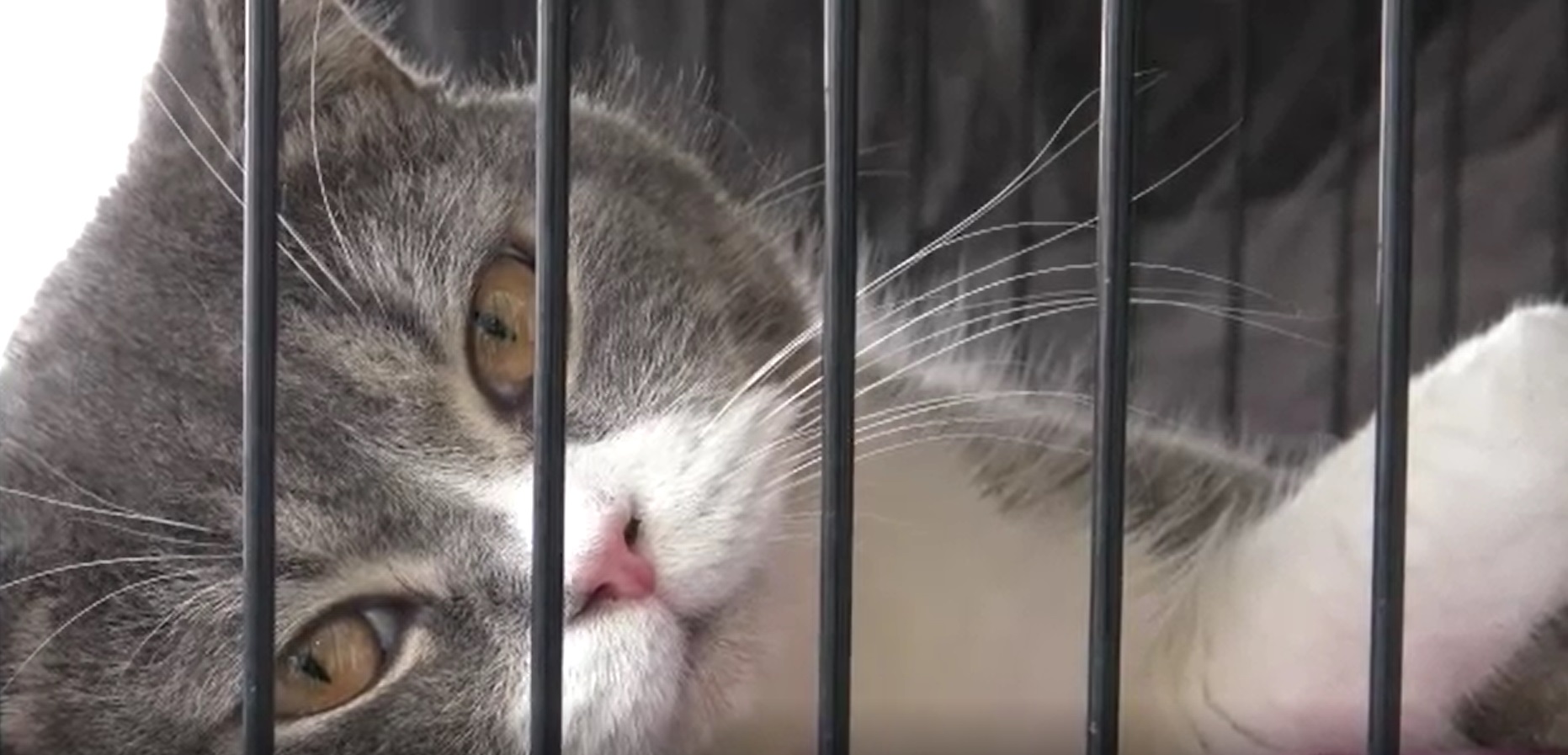 ไขข้อข้องใจ ยึดแมวในบ้านผู้ต้องหาคดียาเสพติด ทำไมถึงต้องขายทอดตลาด ไขข้อข้องใจ ยึดแมวในบ้านผู้ต้องหาคดียาเสพติด ทำไมถึงต้องขายทอดตลาด