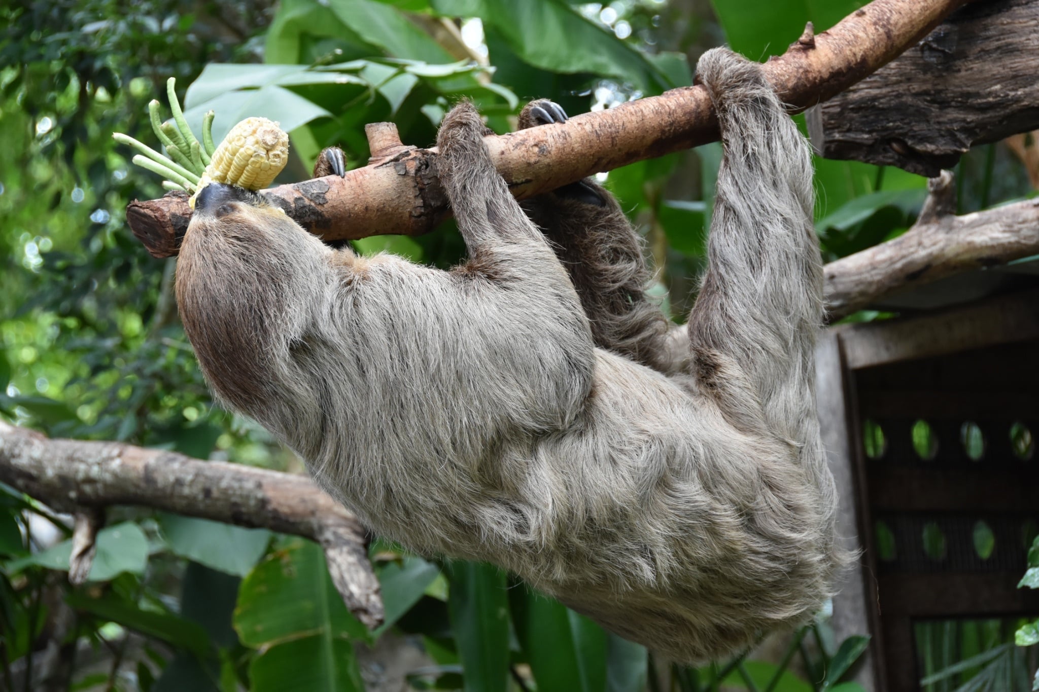 สวนสัตว์เปิดเขาเขียว เปิดให้เด็กๆ เที่ยวฟรี เสาร์หรรษา 8 มกราคม นี้