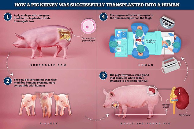ทีมแพทย์นิวยอร์กปลูกถ่าย ไตหมู ในมนุษย์ได้สำเร็จเป็นครั้งแรกของโลก !! ทีมแพทย์นิวยอร์กปลูกถ่าย ไตหมู ในมนุษย์ได้สำเร็จเป็นครั้งแรกของโลก !!