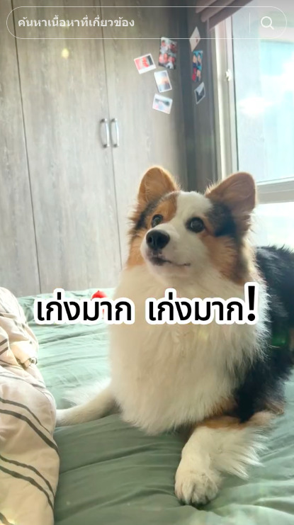 ไวรัล! นปโปะหม่ำๆ เพลงเชียร์น้องสุนัขกินข้าว ไวรัล! นปโปะหม่ำๆ เพลงเชียร์น้องสุนัขกินข้าว