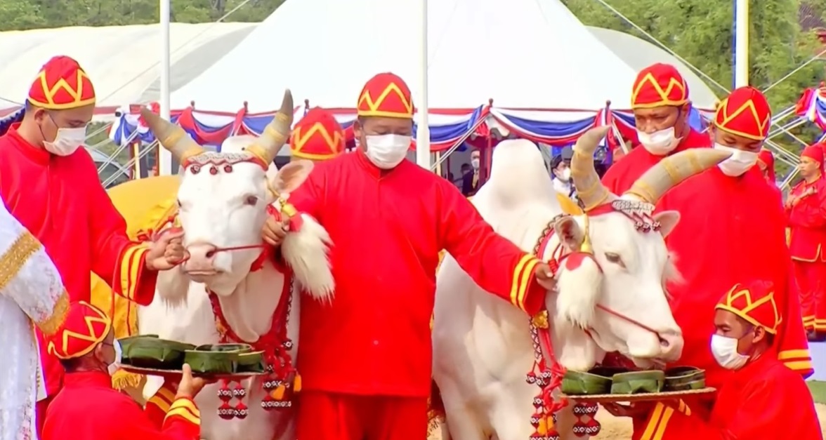 วันพืชมงคล 2566 เปิดคำทำนาย พระโคเสี่ยงทาย ปีนี้กินหญ้า-เหล้า วันพืชมงคล 2566 เปิดคำทำนาย พระโคเสี่ยงทาย ปีนี้กินหญ้า-เหล้า