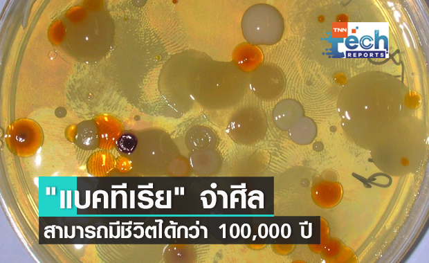 "แบคทีเรีย" สามารถมีชีวิตได้กว่า 100,000 ปี แม้ไม่ได้รับสารอาหารเลย