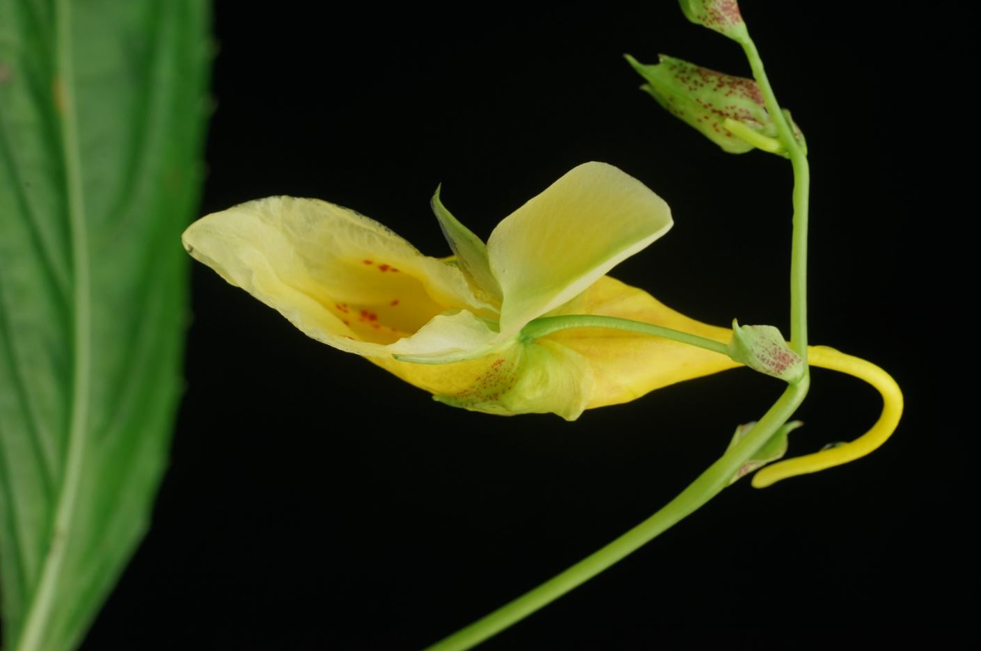 นักพฤษศาสตร์ไทย ค้นพบพืชสกุลเทียนกว่า 20 ชนิด และ 1 สายพันธุ์ใหม่ล่าสุดของโลก