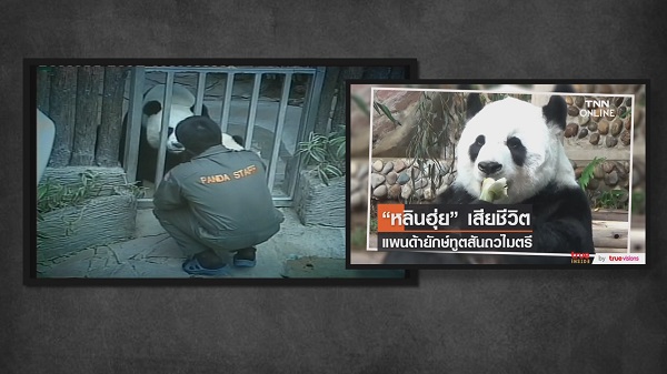 สวนสัตว์เชียงใหม่แถลงสาเหตุการตาย “หลินฮุ่ย”   (มีคลิป)