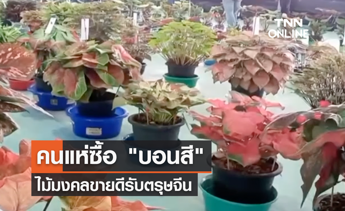 "บอนสี" ไม้มงคลขายดีรับตรุษจีน