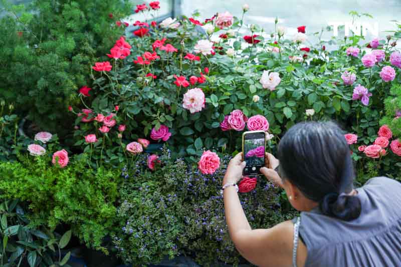 ยลโฉมกุหลาบ 260 สายพันธุ์ เนรมิตสวนกุหลาบใจกลางกรุงเทพ ยลโฉมกุหลาบ 260 สายพันธุ์ เนรมิตสวนกุหลาบใจกลางกรุงเทพ