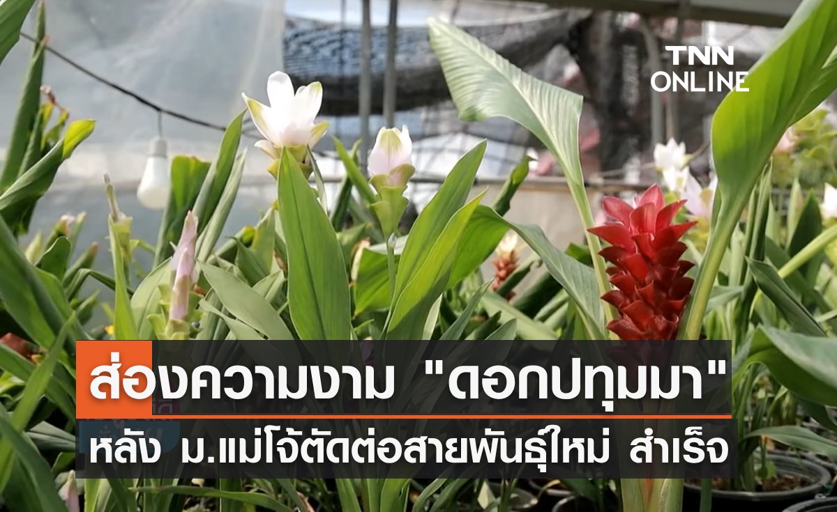 พาส่องความงาม "ดอกปทุมมา" 3 พันธุ์ใหม่ หลังม.แม่โจ้ตัดต่อสายพันธุ์สำเร็จ 