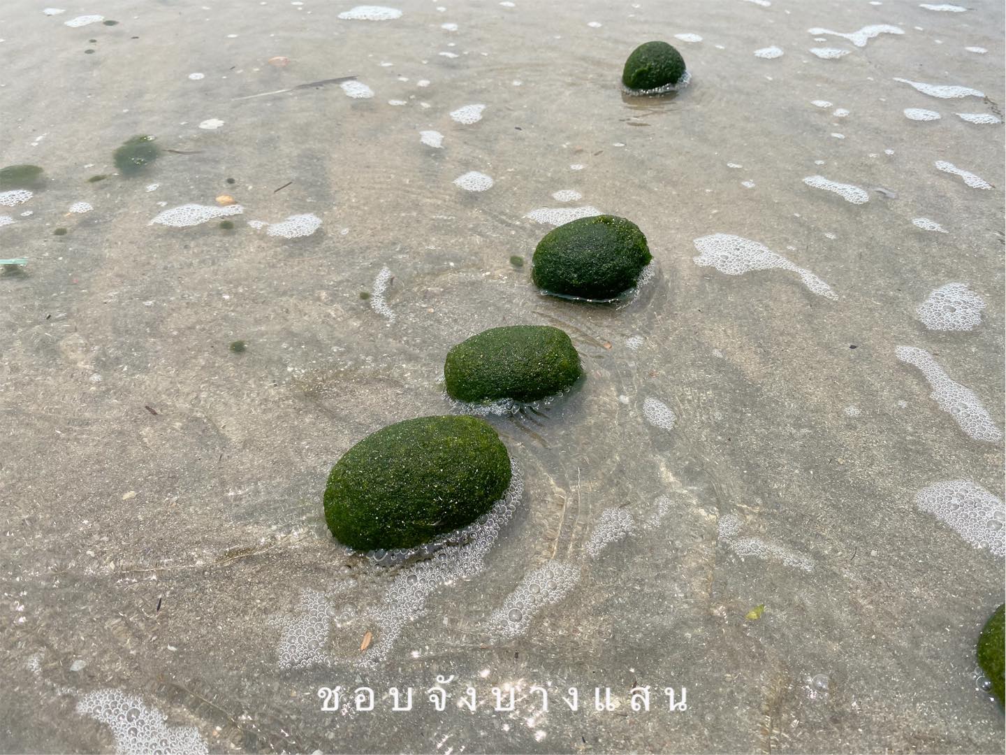 สุดแปลก! ‘สาหร่ายก้อนกลม’ เต็มหาดบางแสน น่ารักจนต้องแชร์รัวๆ สุดแปลก! ‘สาหร่ายก้อนกลม’ เต็มหาดบางแสน น่ารักจนต้องแชร์รัวๆ