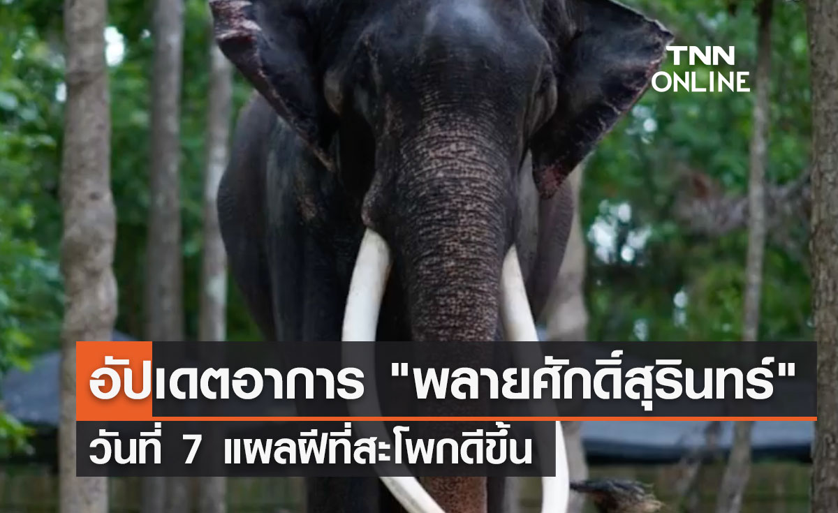 อัปเดตอาการ "พลายศักดิ์สุรินทร์" วันที่ 7 แผลฝีที่สะโพกดีขึ้น