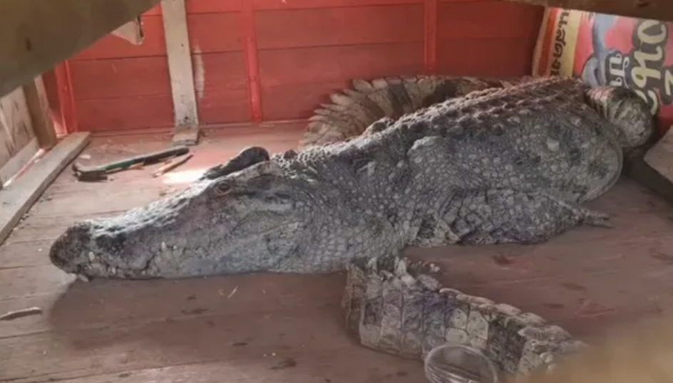 รวบแล้ว “เจ้าบอด” จระเข้หลุดลงแม่น้ำปิง-ชาวบ้านเฮ!รำแก้บน รวบแล้ว “เจ้าบอด” จระเข้หลุดลงแม่น้ำปิง-ชาวบ้านเฮ!รำแก้บน