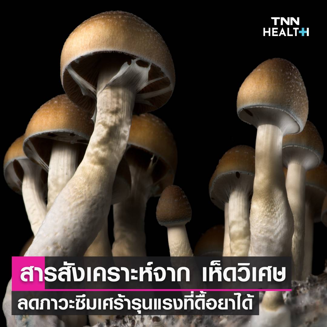 งานวิจัยเผยสารสกัดจาก 'เห็ดเมา' มีส่วนช่วยรักษาโรคซึมเศร้าได้ 