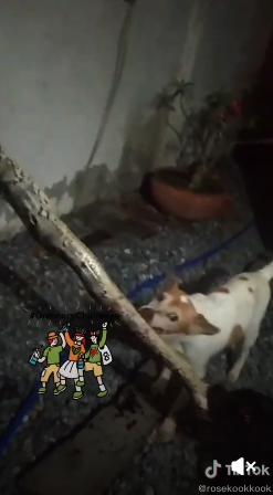 ไม่รู้จะช่วยใครก่อน! สุนัขไล่งับงูเหลือมดึงเล่นเหมือนเชือก ไม่รู้จะช่วยใครก่อน! สุนัขไล่งับงูเหลือมดึงเล่นเหมือนเชือก