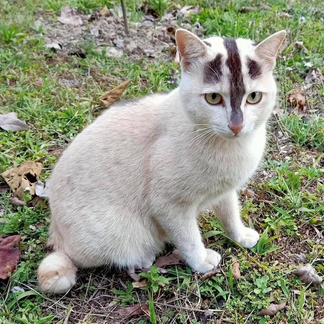 ยลโฉม น้องเหมียว ลักษณะตรงตำราแมวไทยโบราณ