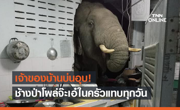 เจ้าของบ้านเพลีย! ช้างป่าโผล่จะเอ๋ค้นหาของกิน มาแทบทุกวัน