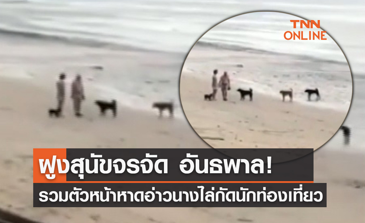โผล่อีก! "ฝูงสุนัขจรจัด" รวมตัวหน้าหาดอ่าวนางไล่กัดนักท่องเที่ยว