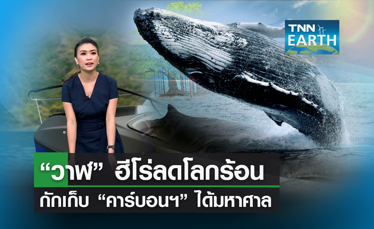 “วาฬ” ช่วยลดโลกร้อนได้ กักเก็บคาร์บอนไดออกไซด์ได้มหาศาล