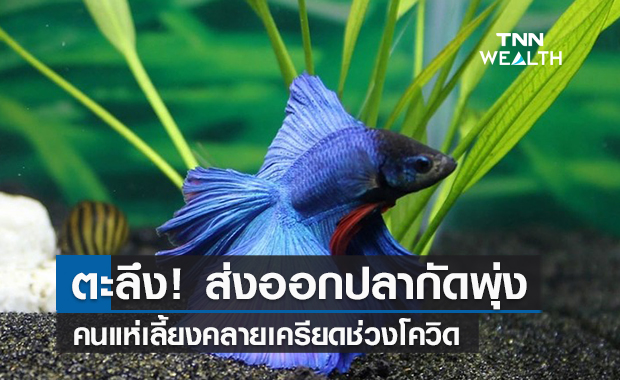 ตะลึง! ส่งออกปลากัดพุ่ง  คนแห่เลี้ยงคลายเครียดช่วงโควิด