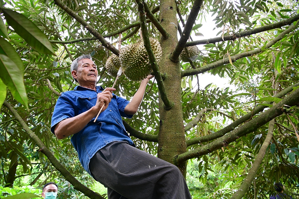 มูลนิธิเจริญโภคภัณฑ์หนุนโครงการตามพระราชประสงค์หมู่บ้านสหกรณ์ต่อเนื่อง ชู “ทุเรียนป่าละอู”