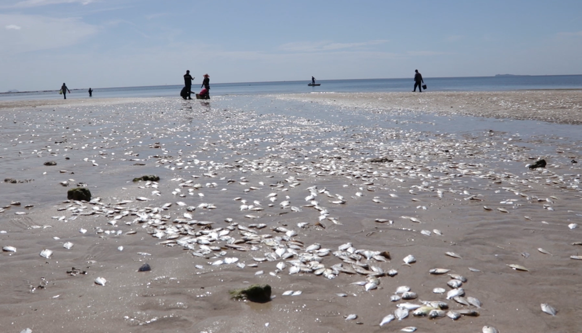 เตือนอย่าเก็บไปกิน! เปิดภาพ ปู กุ้ง ปลาตายเกลื่อน หาดทุ่งวัวแล่น 