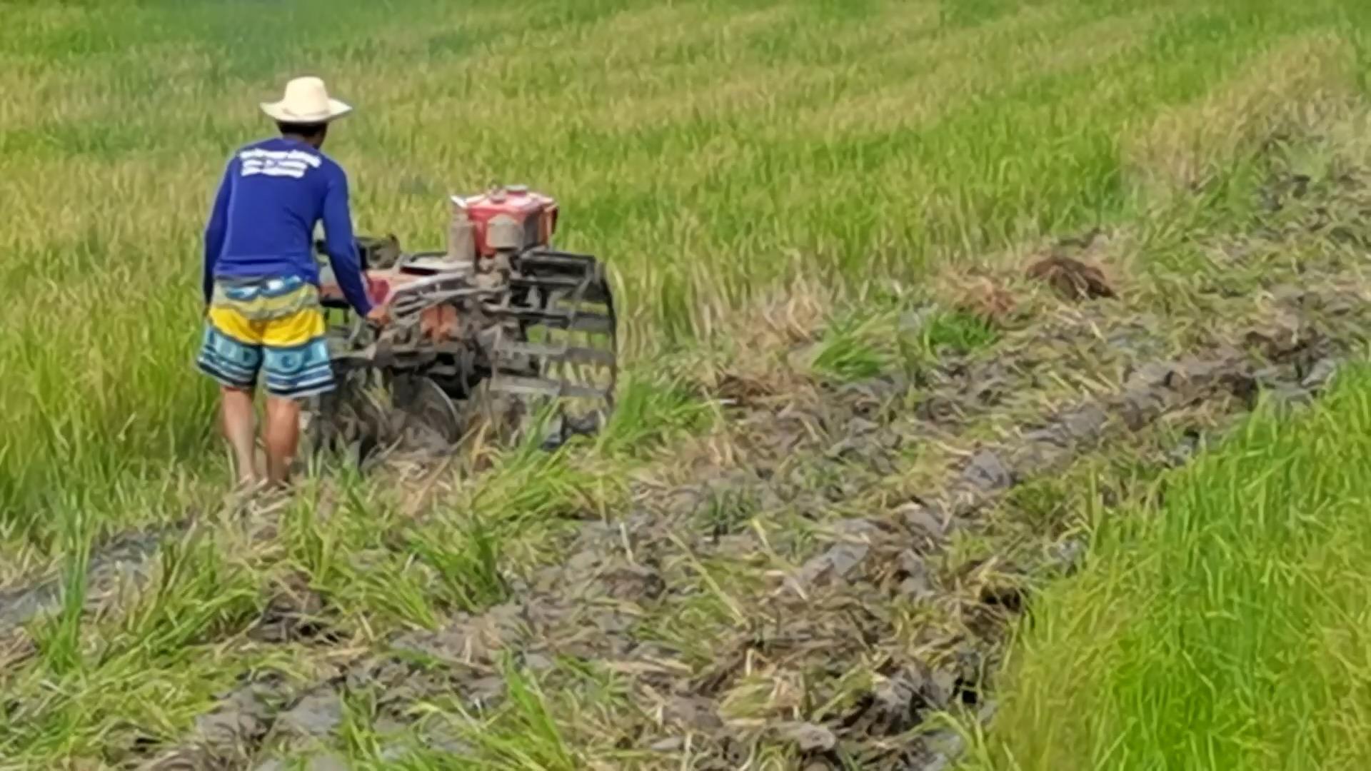 ความหวังชาวนา! เร่งเตรียมแปลง หว่านข้าว ปักดำวันพืชมงคล