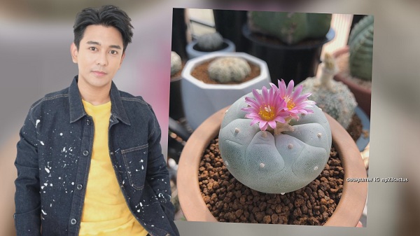 “กัน นภัทร” ขยายพันธุ์ แคคตัส สร้างรายได้ มีแพลนเปิดเป็นคาเฟ่ (มีคลิป) “กัน นภัทร” ขยายพันธุ์ แคคตัส สร้างรายได้ มีแพลนเปิดเป็นคาเฟ่ (มีคลิป)