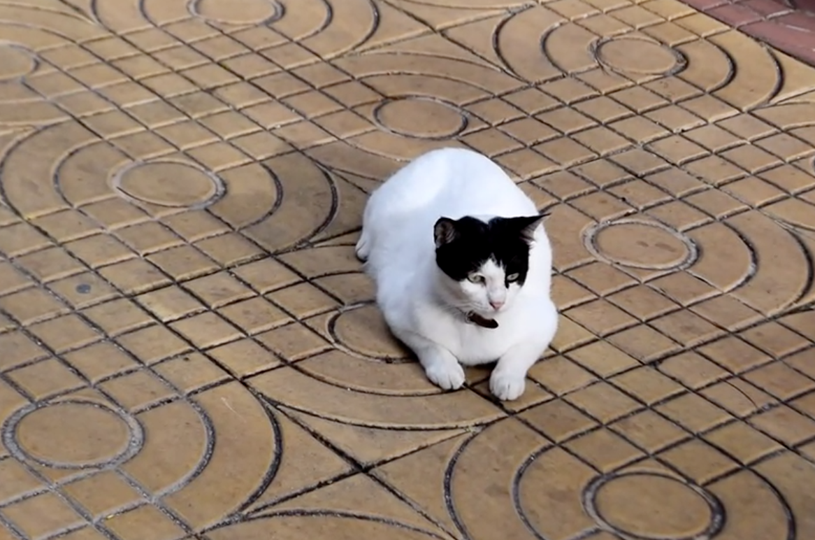 ทาสช่วยน้องด้วย! แมวถูกทิ้งติดเกาะพีพีกว่า 1 พันตัว ผลกระทบโควิด-19 ทาสช่วยน้องด้วย! แมวถูกทิ้งติดเกาะพีพีกว่า 1 พันตัว ผลกระทบโควิด-19