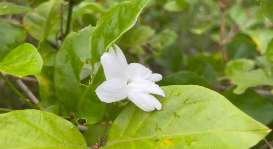 วันแม่ 12 สิงหาคม สำรวจราคา ดอกมะลิ ราคาพุ่ง กก.ละ 1,200 บาท วันแม่ 12 สิงหาคม สำรวจราคา ดอกมะลิ ราคาพุ่ง กก.ละ 1,200 บาท